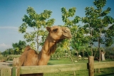 A photo of a camel in Bursa Province.